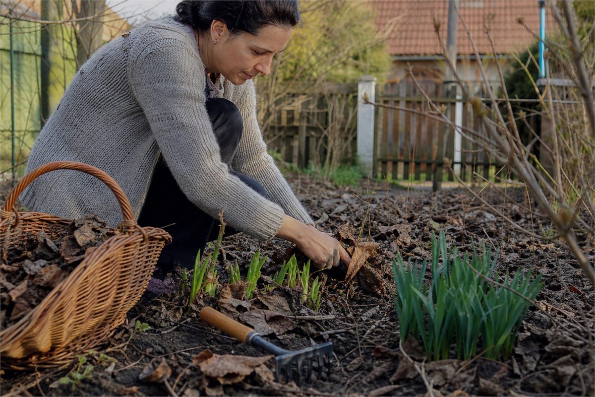 Curățarea frunzelor uscate dintre plantele noi de primăvară